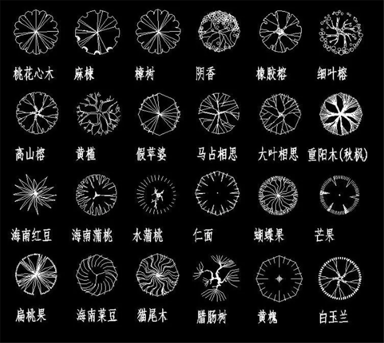 设计院必备常用景观植物CAD平立面合集-4