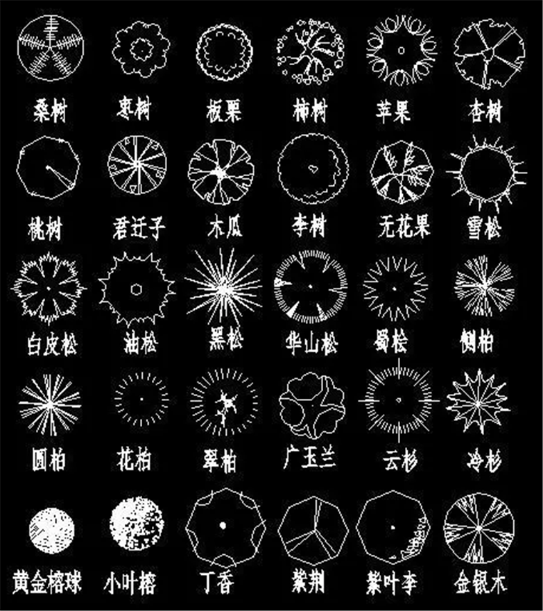 设计院必备常用景观植物CAD平立面合集-8
