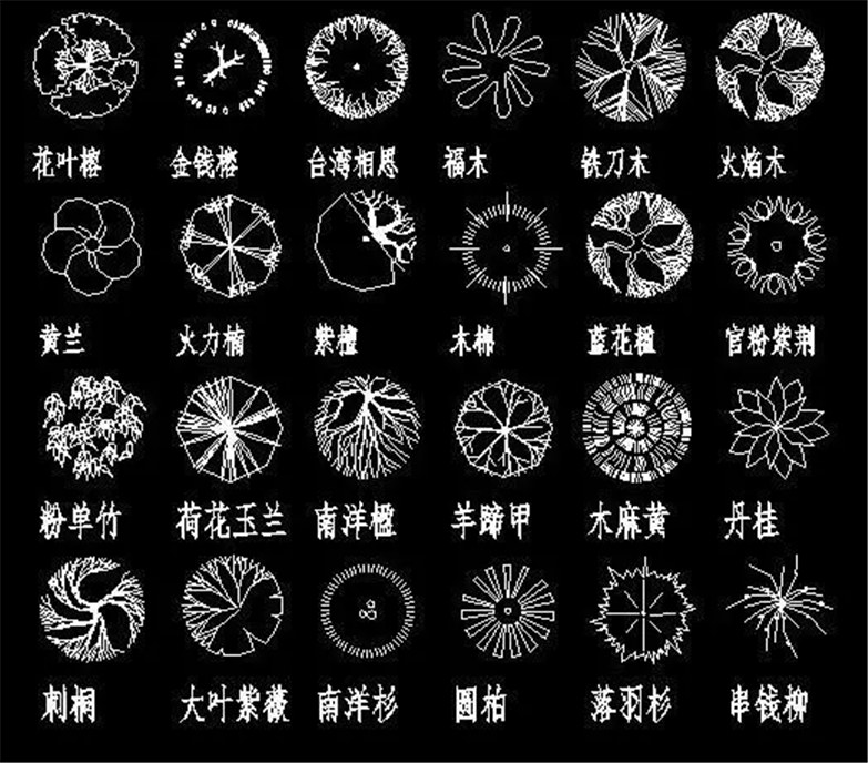 设计院必备常用景观植物CAD平立面合集-5