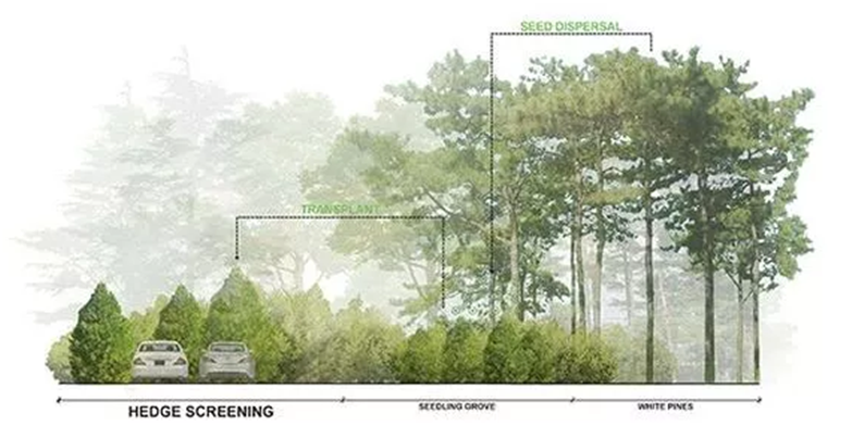 设计院必备常用景观植物CAD平立面合集-11